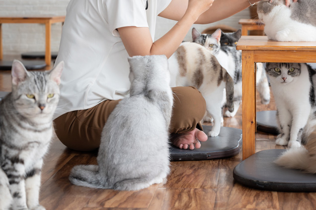 動物カフェ