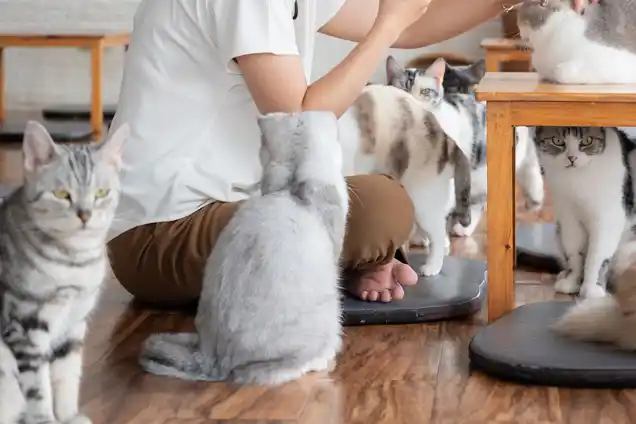 動物カフェ