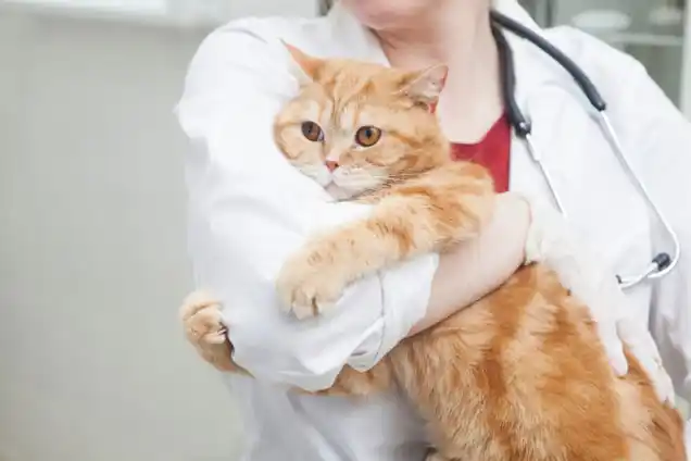 動物病院