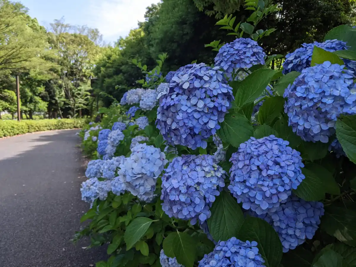木場公園の写真