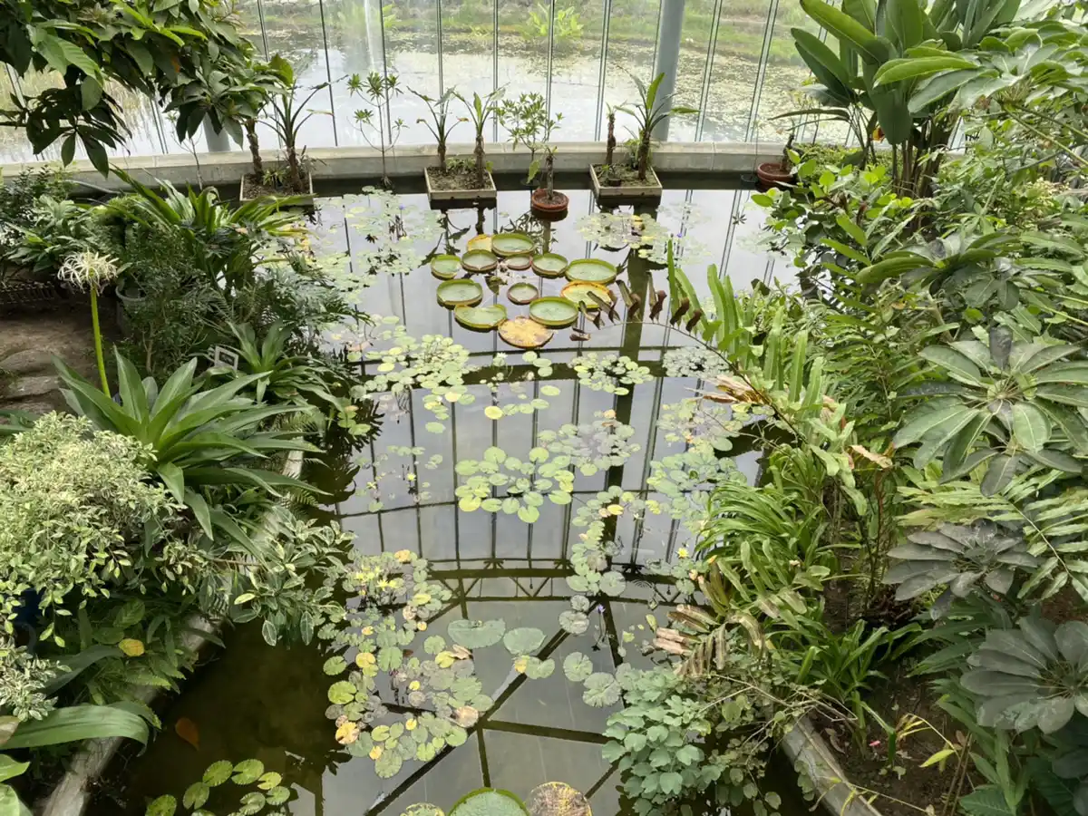 新宿御苑の植物園の写真