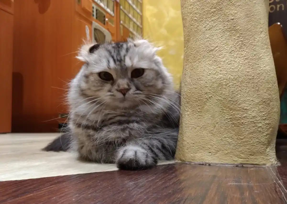 ペットの専門店コジマ ベイタウン横浜本牧店の写真