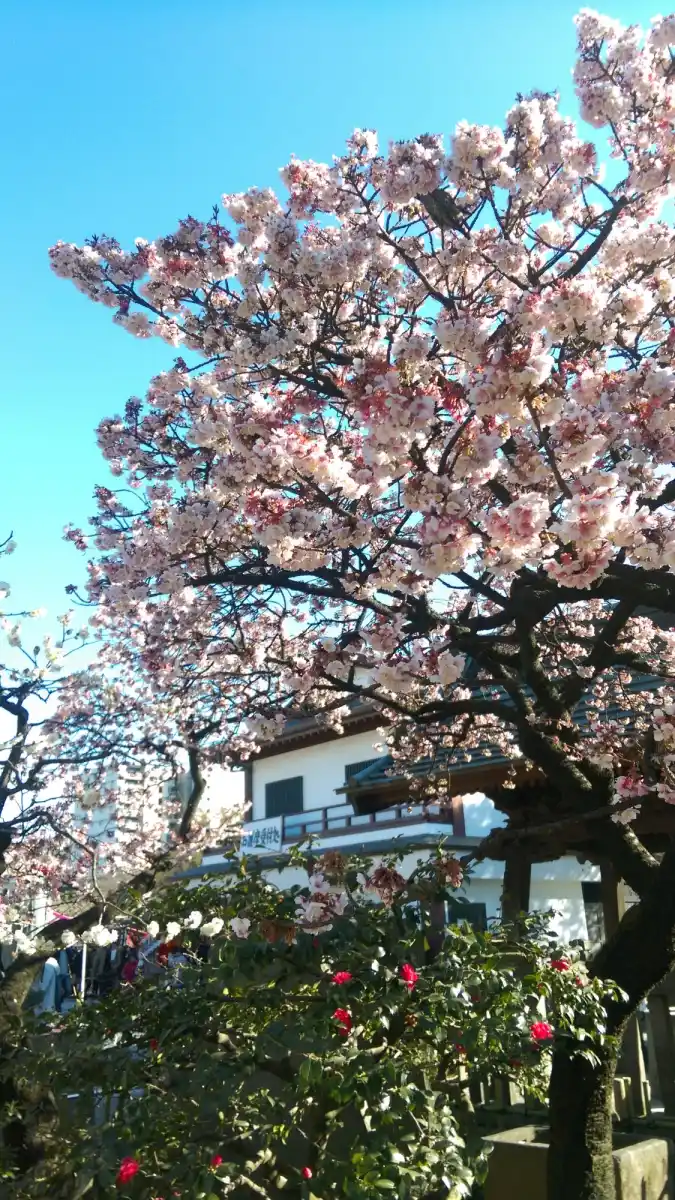 西新井大師の写真