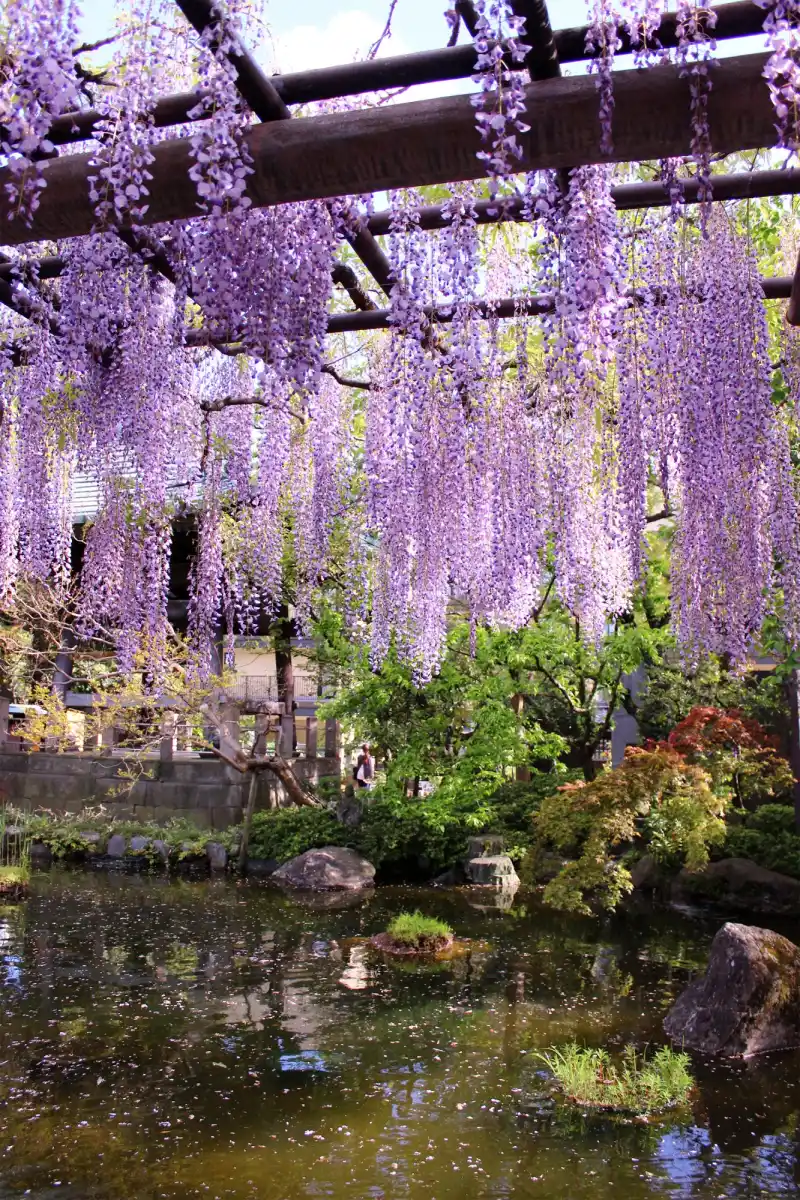 西新井大師の写真
