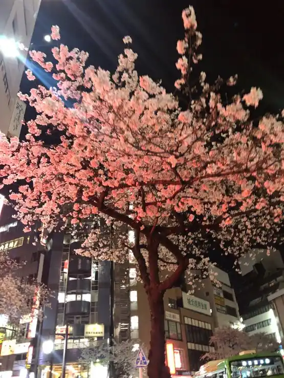 桜並木の道の写真