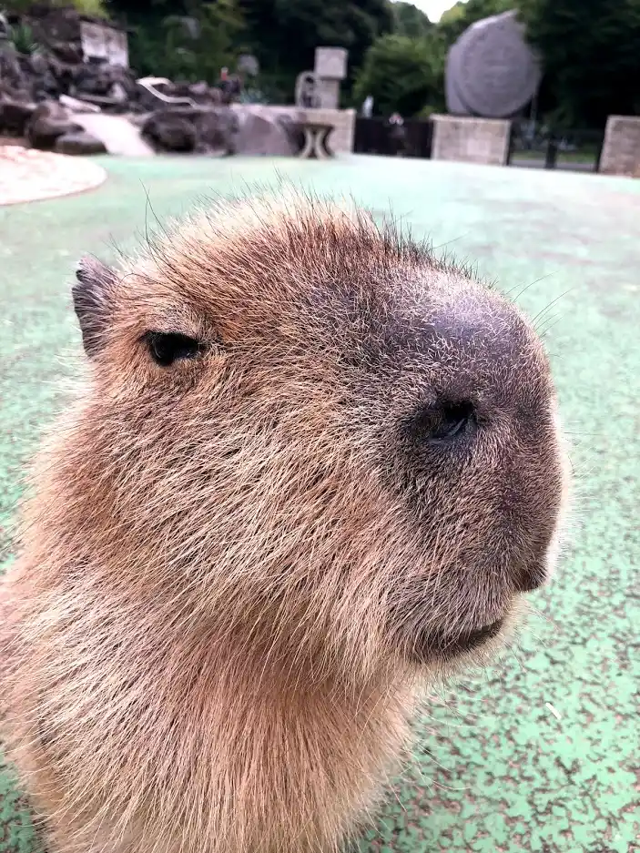 伊豆シャボテン動物公園の写真