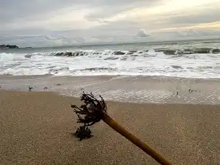 御宿の海岸の写真