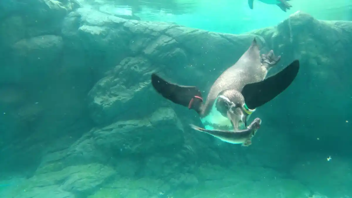 よこはま動物園ズーラシアの写真