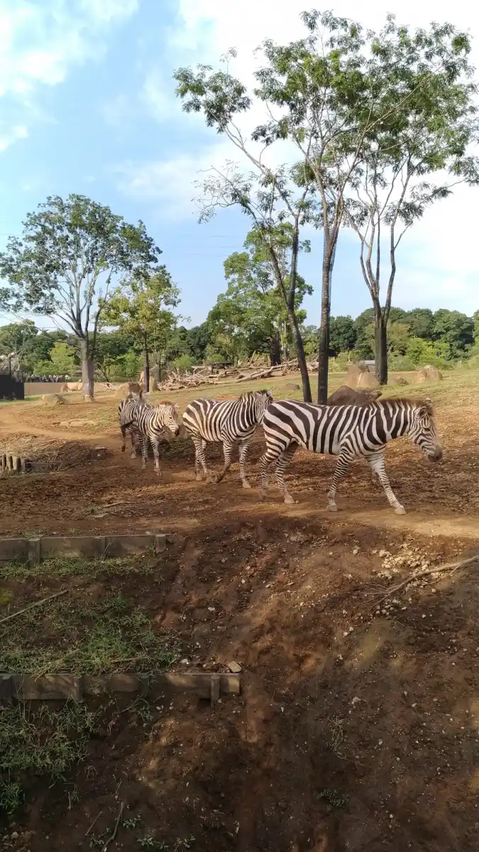 よこはま動物園ズーラシアの写真