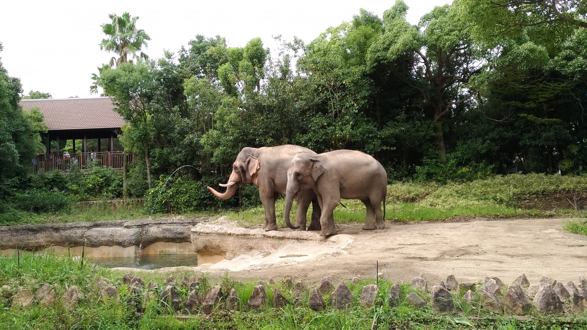 よこはま動物園ズーラシアの写真