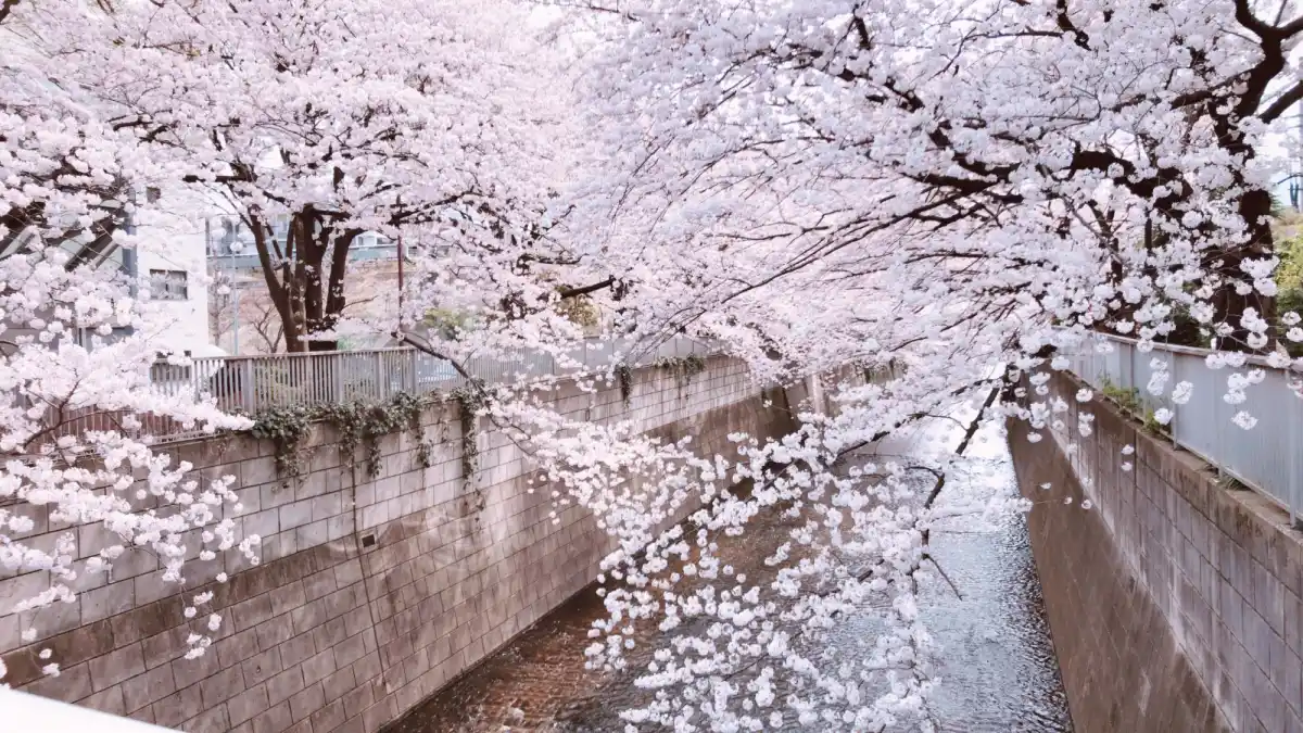 神田川沿いの桜並木の写真