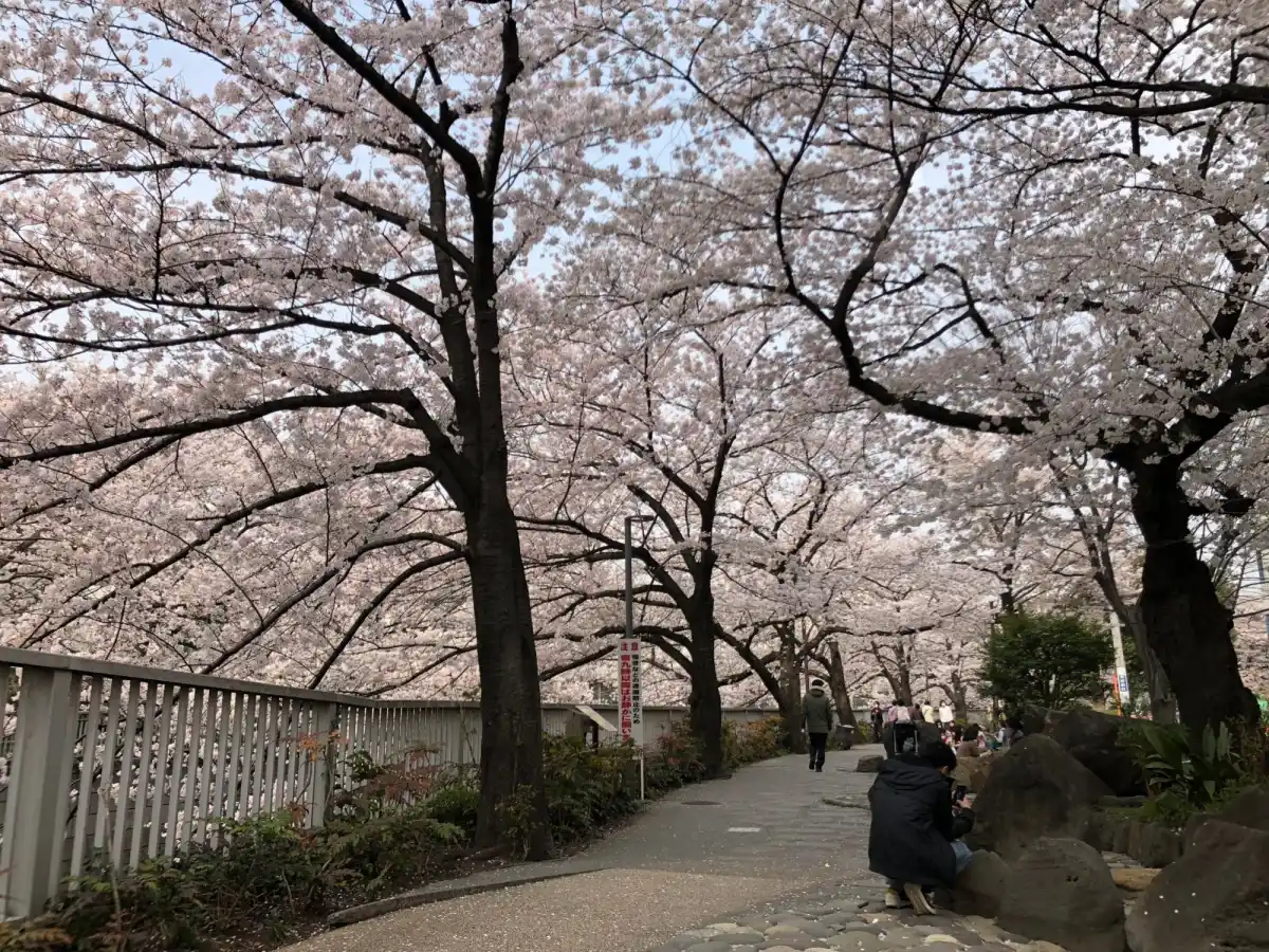 神田川沿いの桜並木の写真