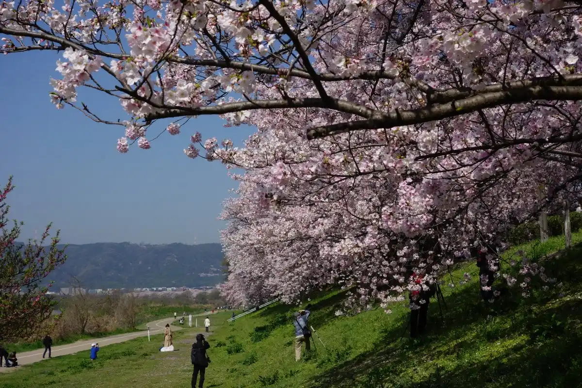 淀川河川公園背割堤地区の写真