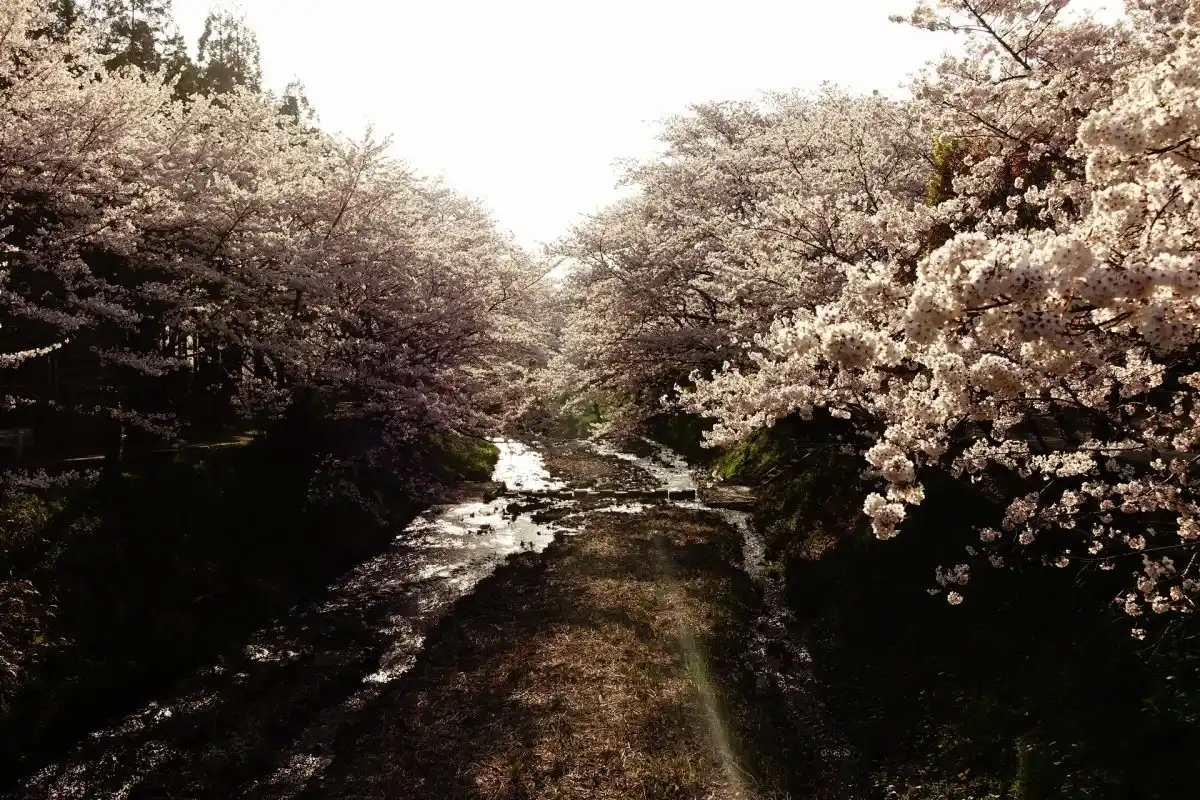 井手町玉川の桜並木の写真