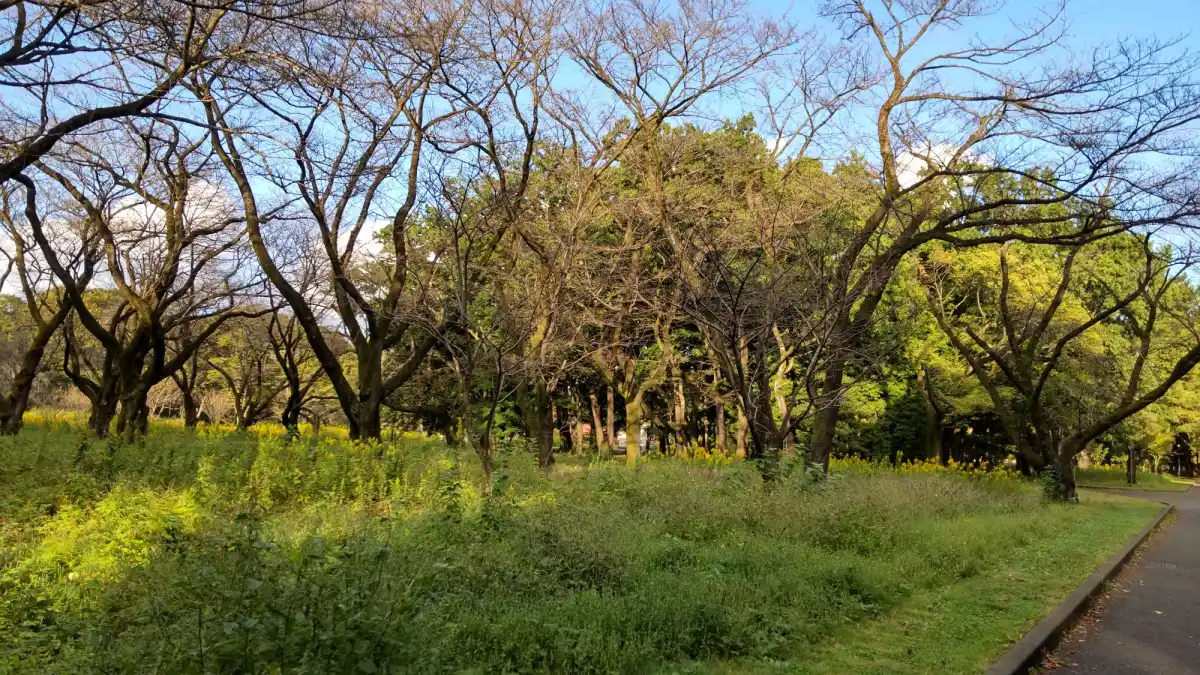 小金井公園の写真