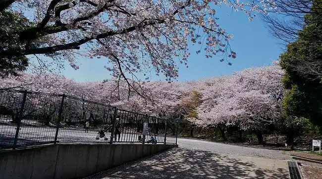 小台公園の写真