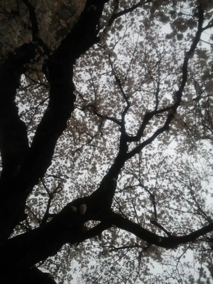 子安公園の写真
