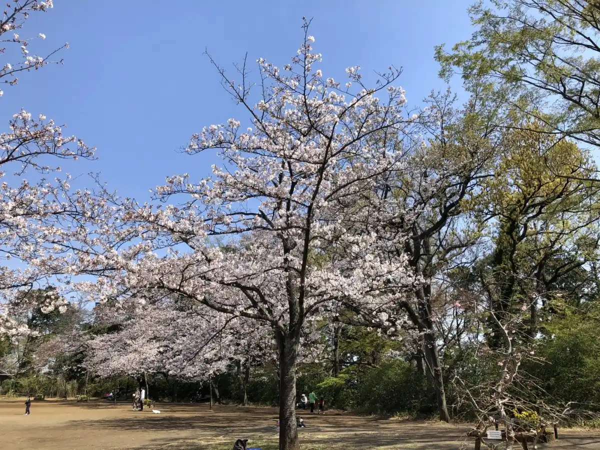 綱島公園の写真
