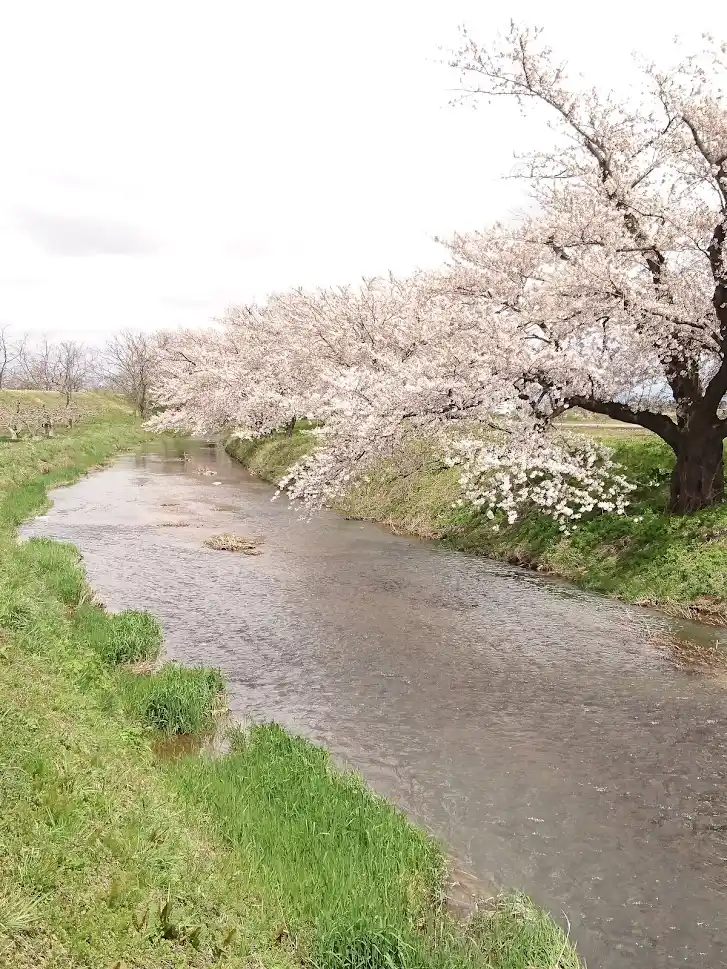 馬渡の桜並木の写真