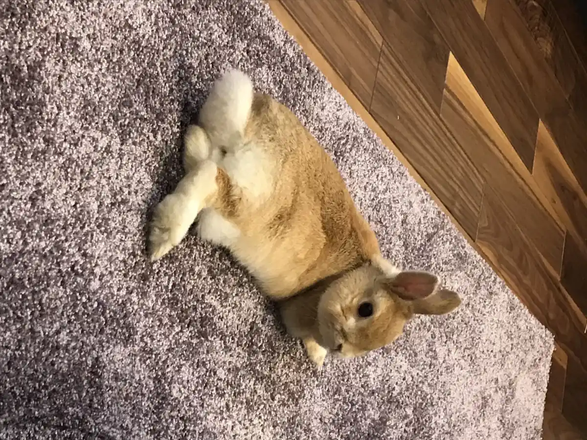 ラブラビットの写真