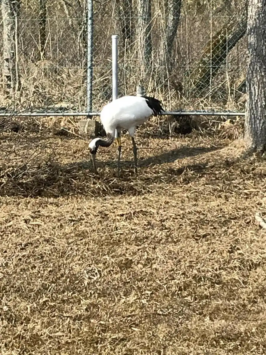 釧路市丹頂鶴自然公園の写真