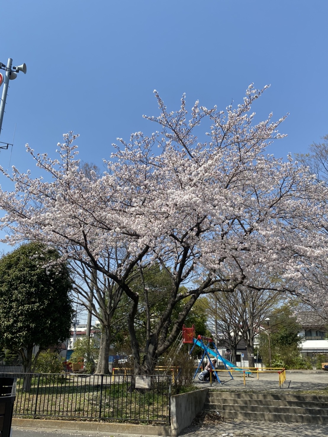 さくら通りのベンチの写真
