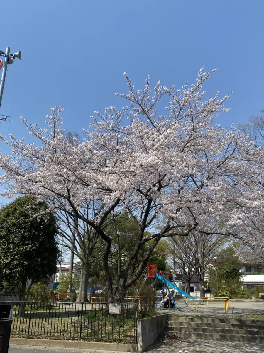 さくら通りのベンチの写真