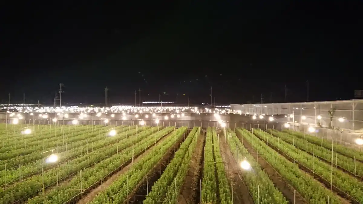 電照菊の畑の写真
