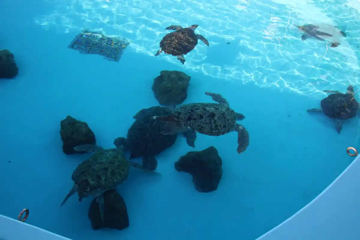 美ら海水族館の写真