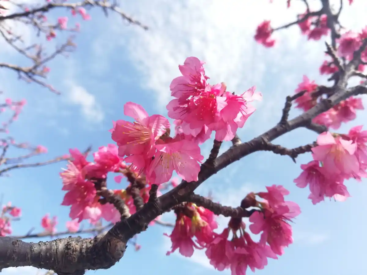 八重瀬公園の写真