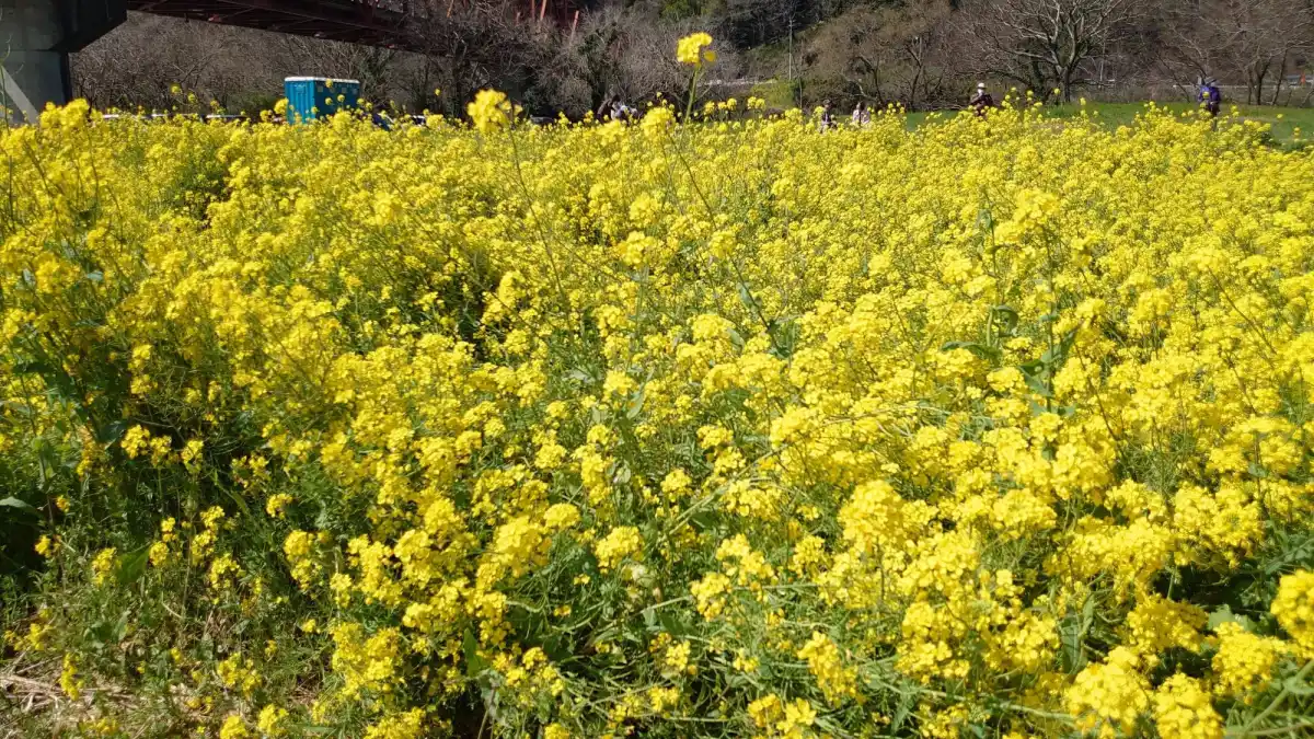 畑の前河川敷広場の写真