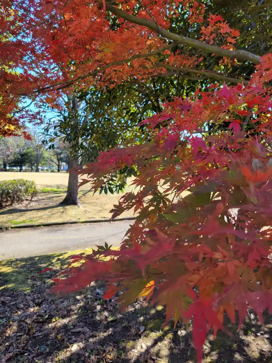 さくら運動公園の写真