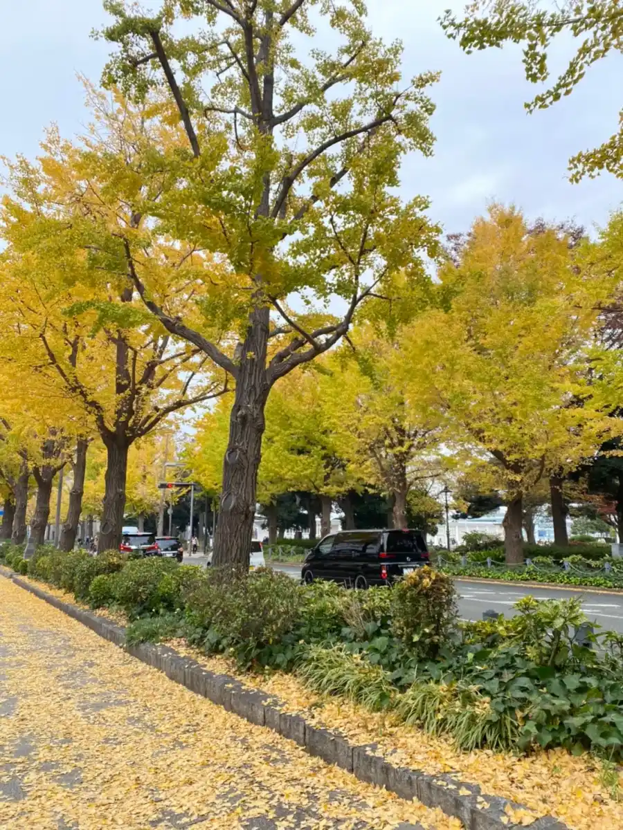 いちょう並木の歩道の写真