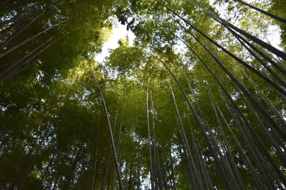 報国寺の写真
