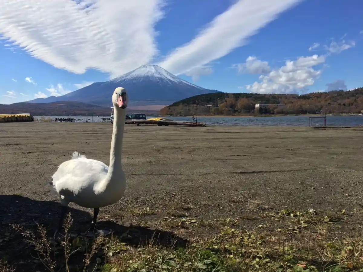 白鳥浜の浜辺の写真