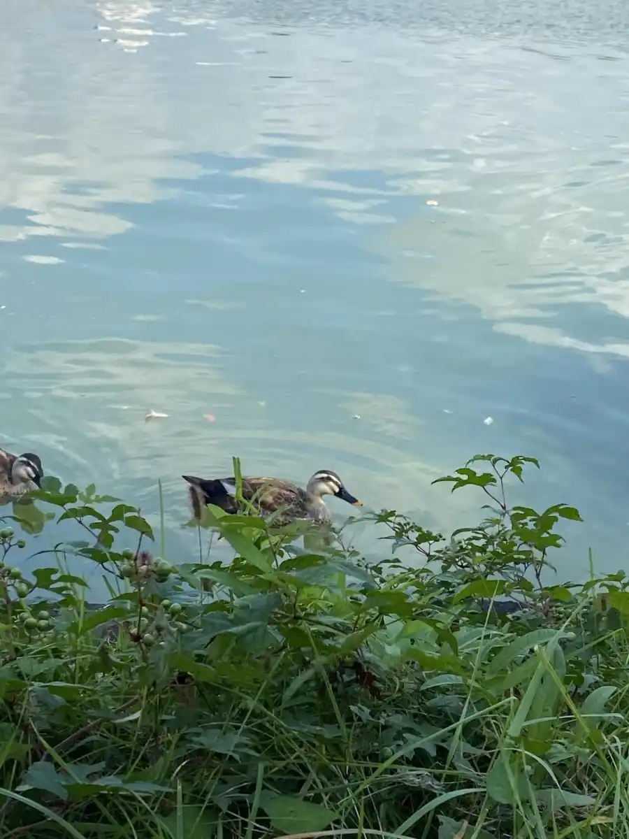 高松の池の写真