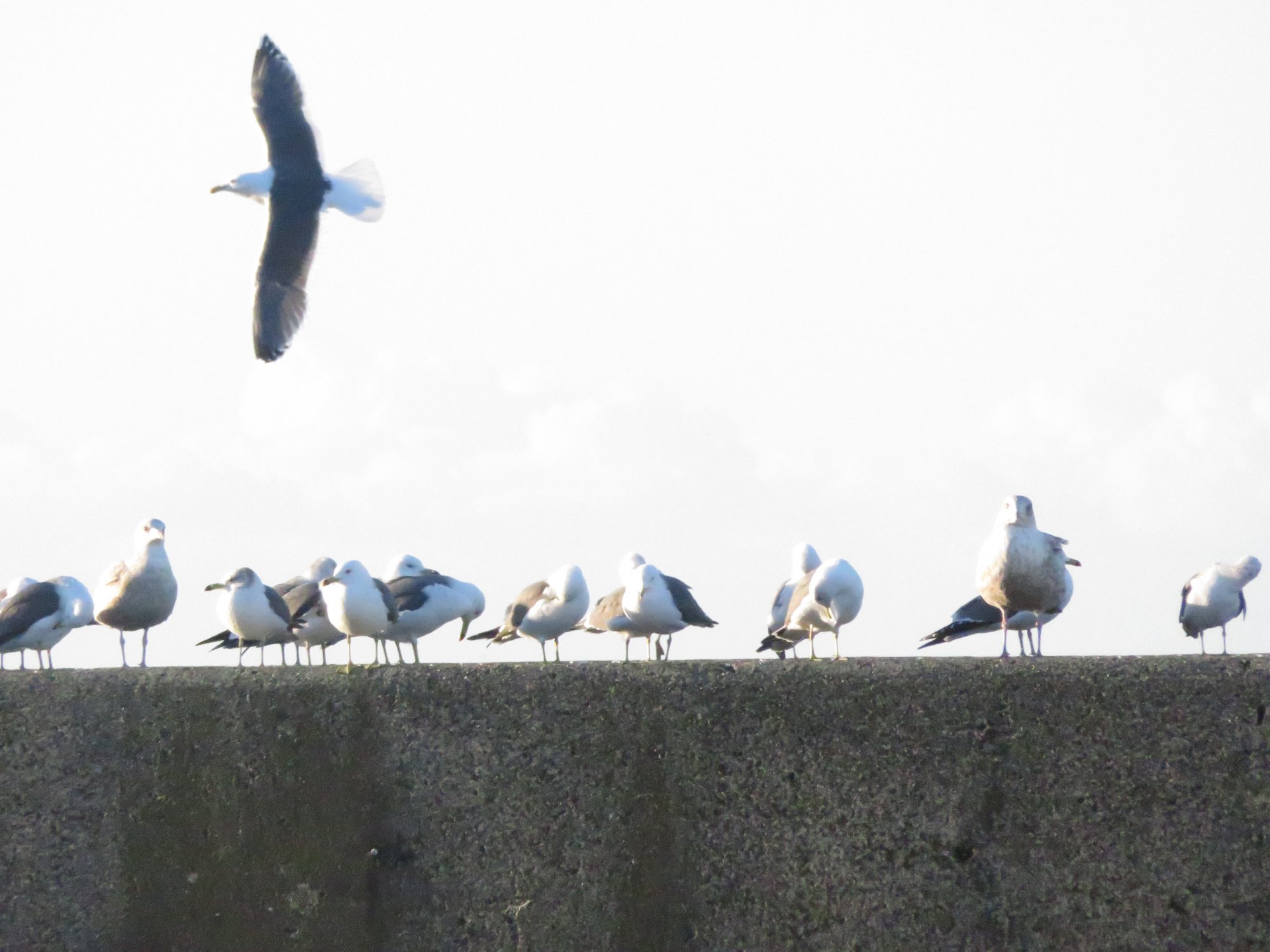 漁港のカモメの写真
