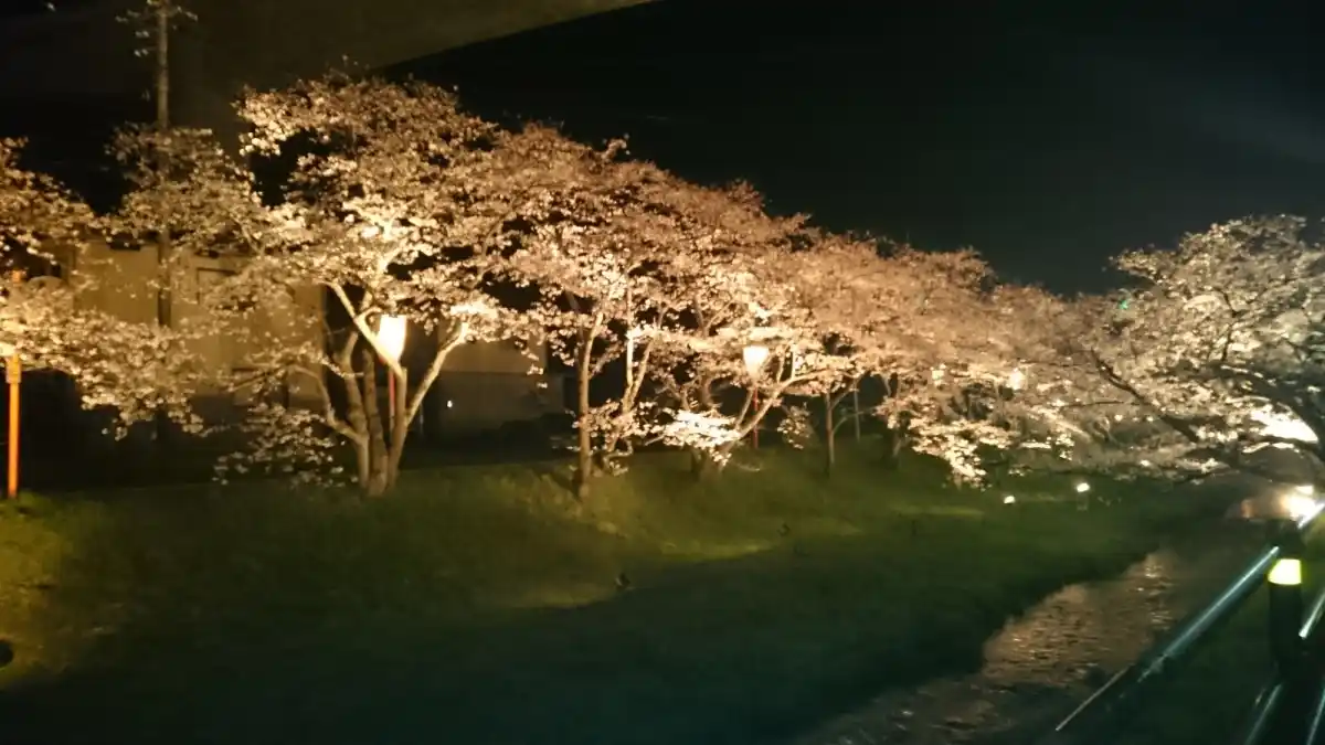 花見スポットの写真