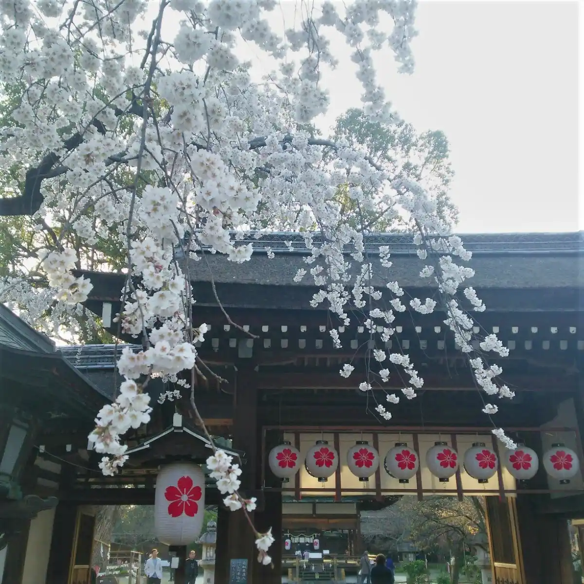 平野神社の写真
