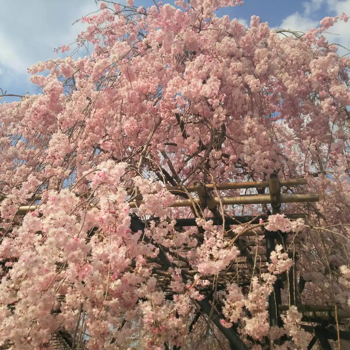 上賀茂神社の写真