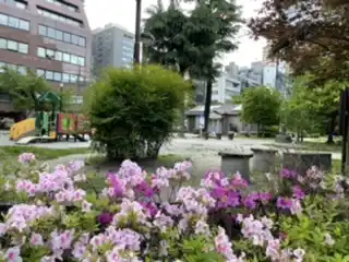 南桜公園の写真