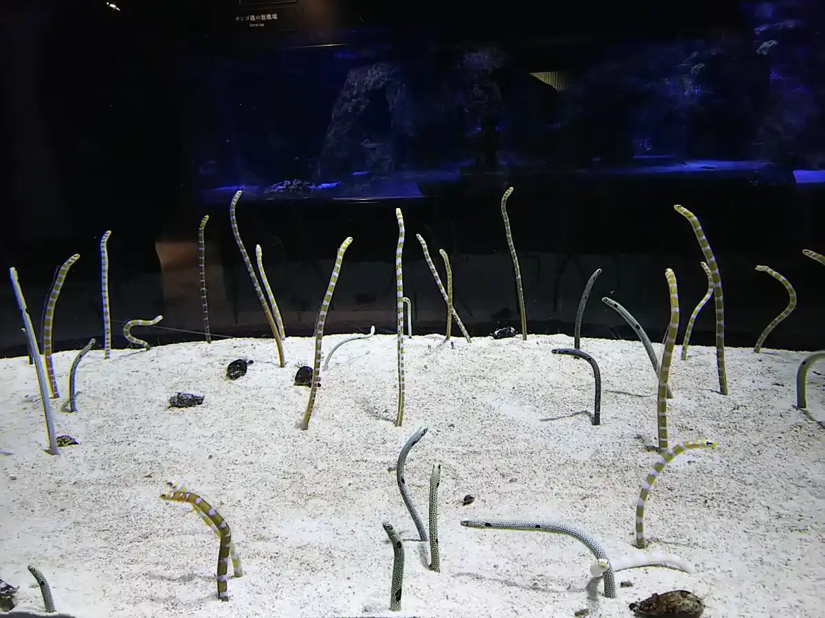 すみだ水族館の写真