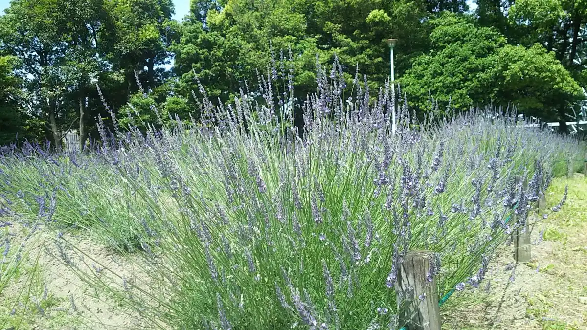 ラベンダー園荒子川公園の写真
