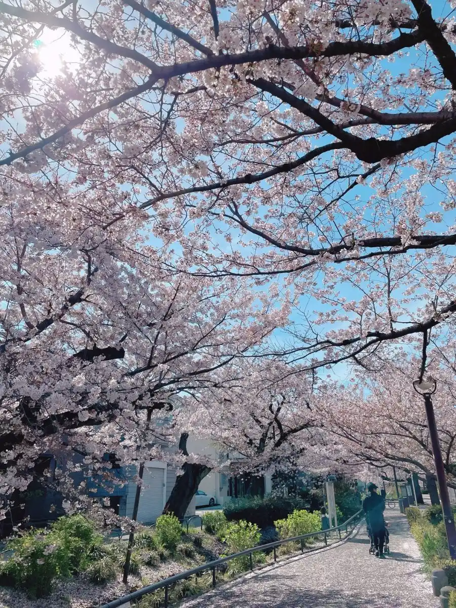 桜の綺麗な緑道の写真