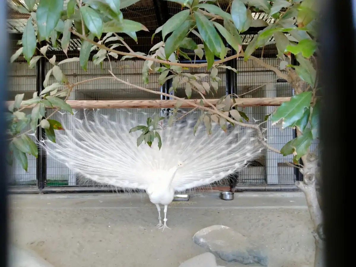 野毛山動物園の写真