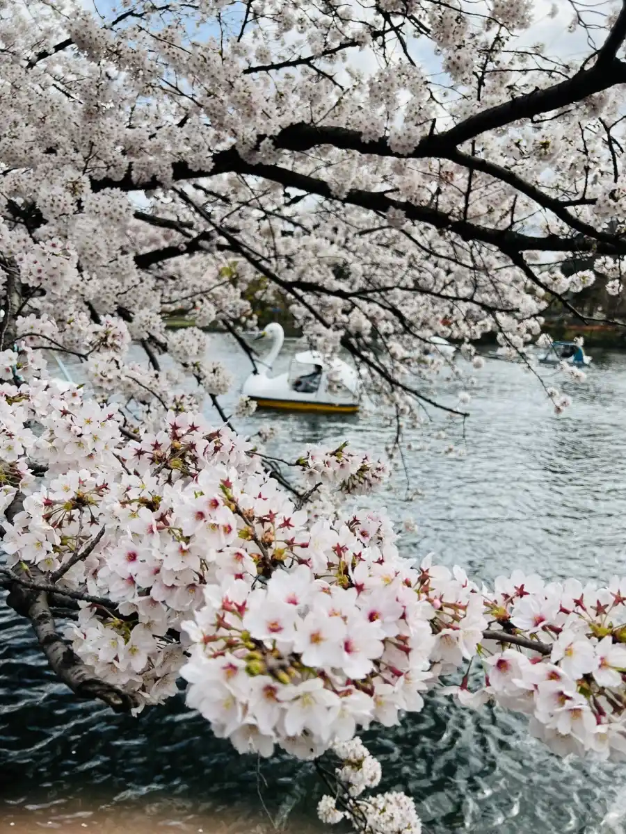 井の頭恩賜公園の写真