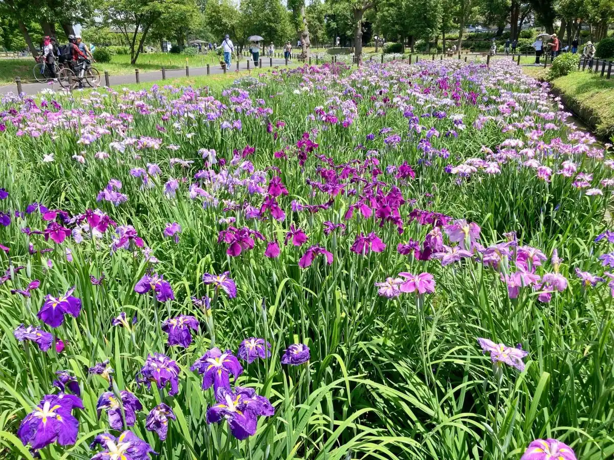 水元公園の写真