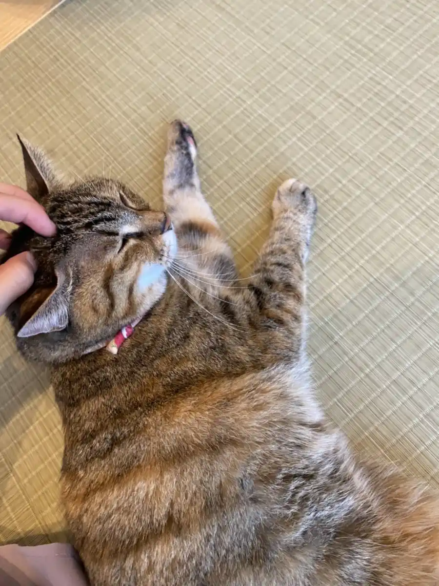 保護猫カフェ猫宿町の写真