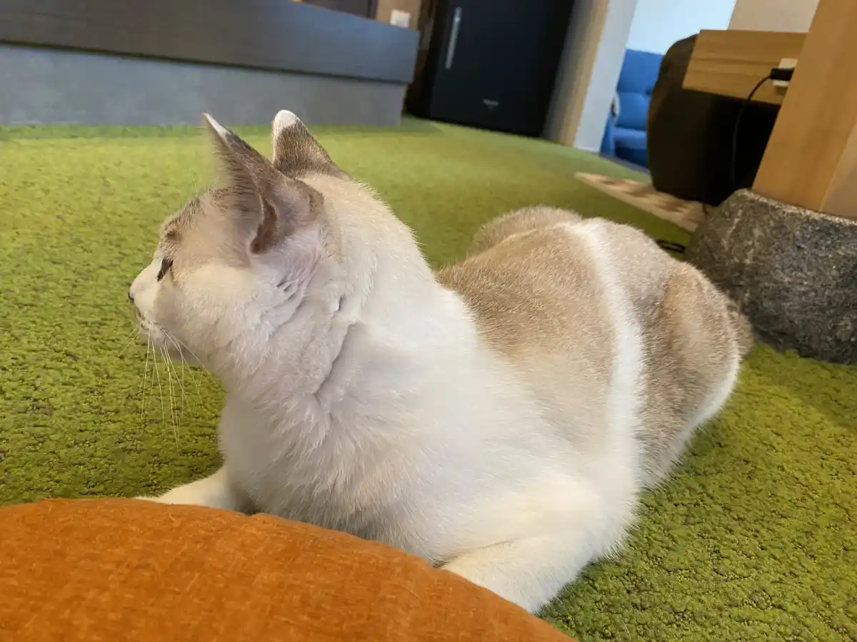 保護猫カフェ猫宿町の写真