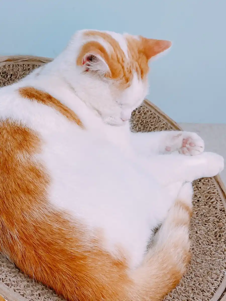 猫カフェ　Moff animal cafe　静岡パルコ店の写真